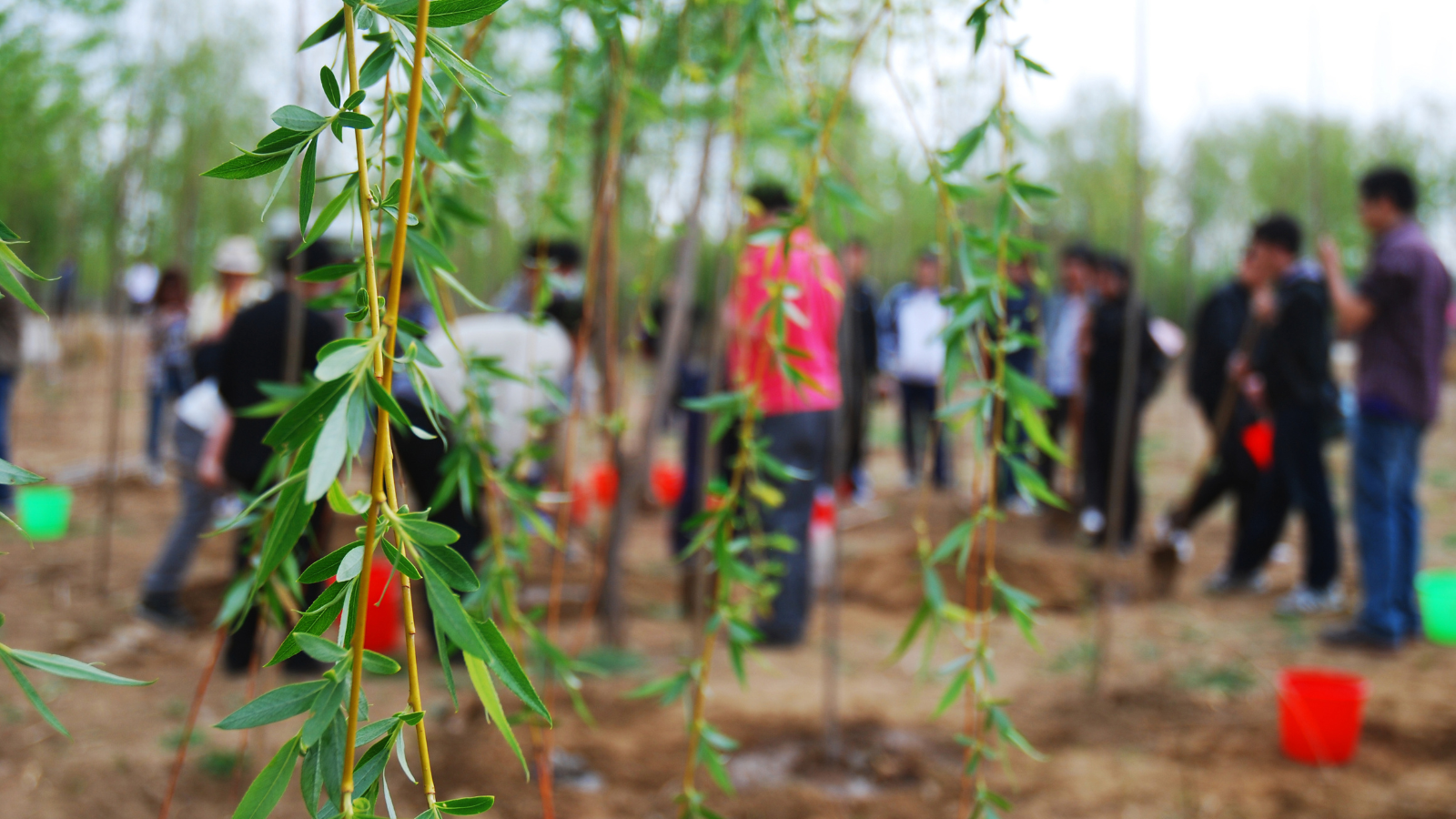 A group of adults are children plant trees at the park