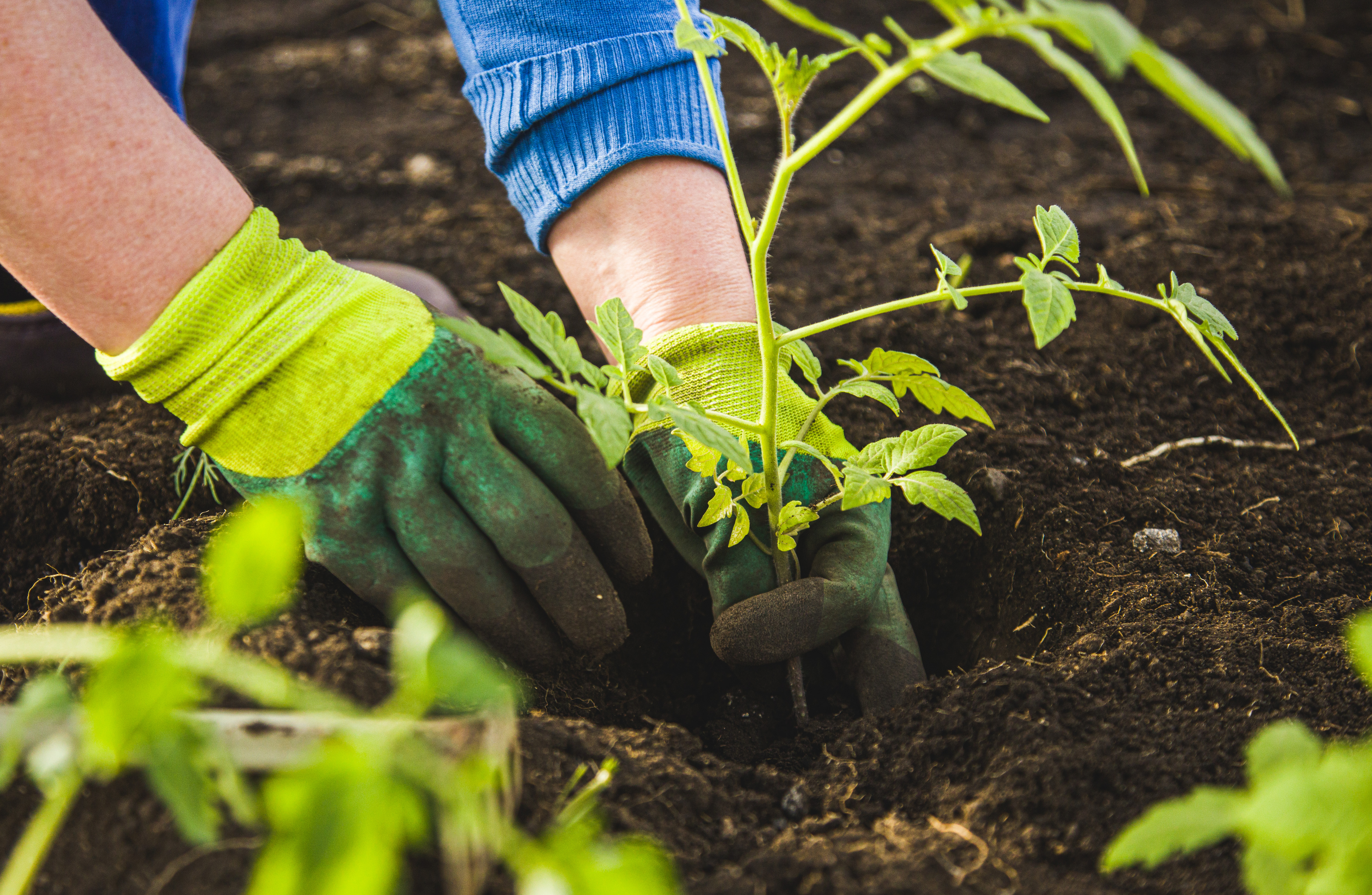 A woman wearing green gardening gloves with her hands in the soil planting a tomato plant 