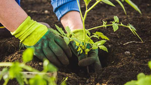 A woman wearing green gardening gloves with her hands in the soil planting a tomato plant 
