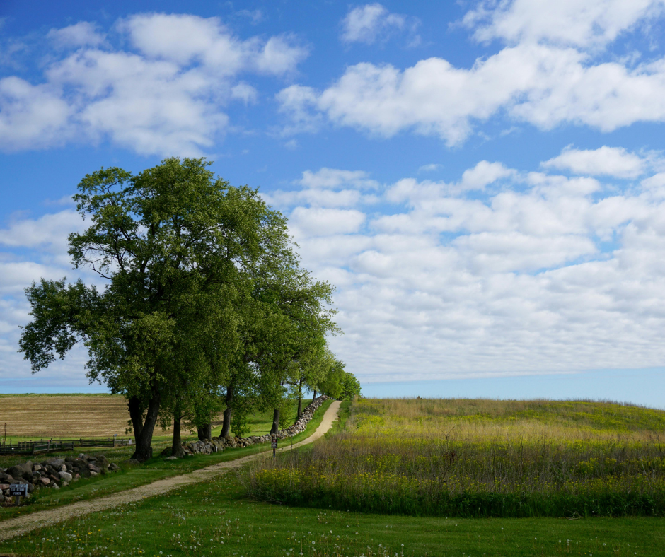 Green field
