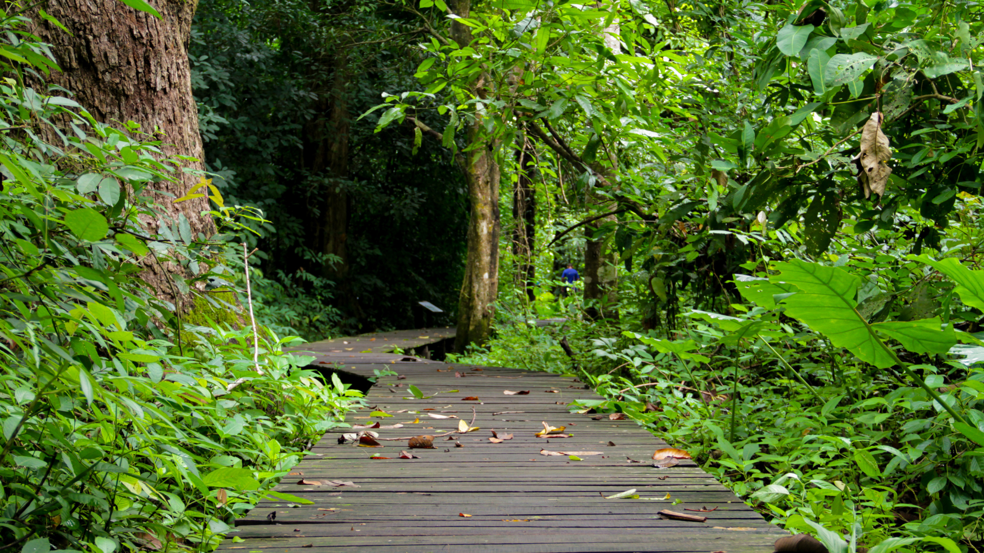 A winding path surrounded by trees