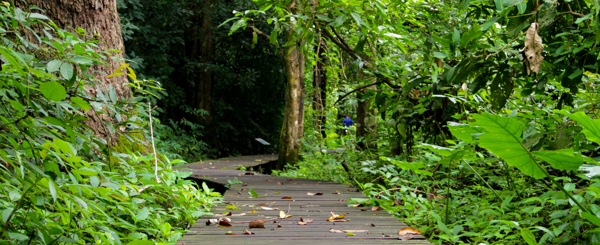 A winding path surrounded by trees