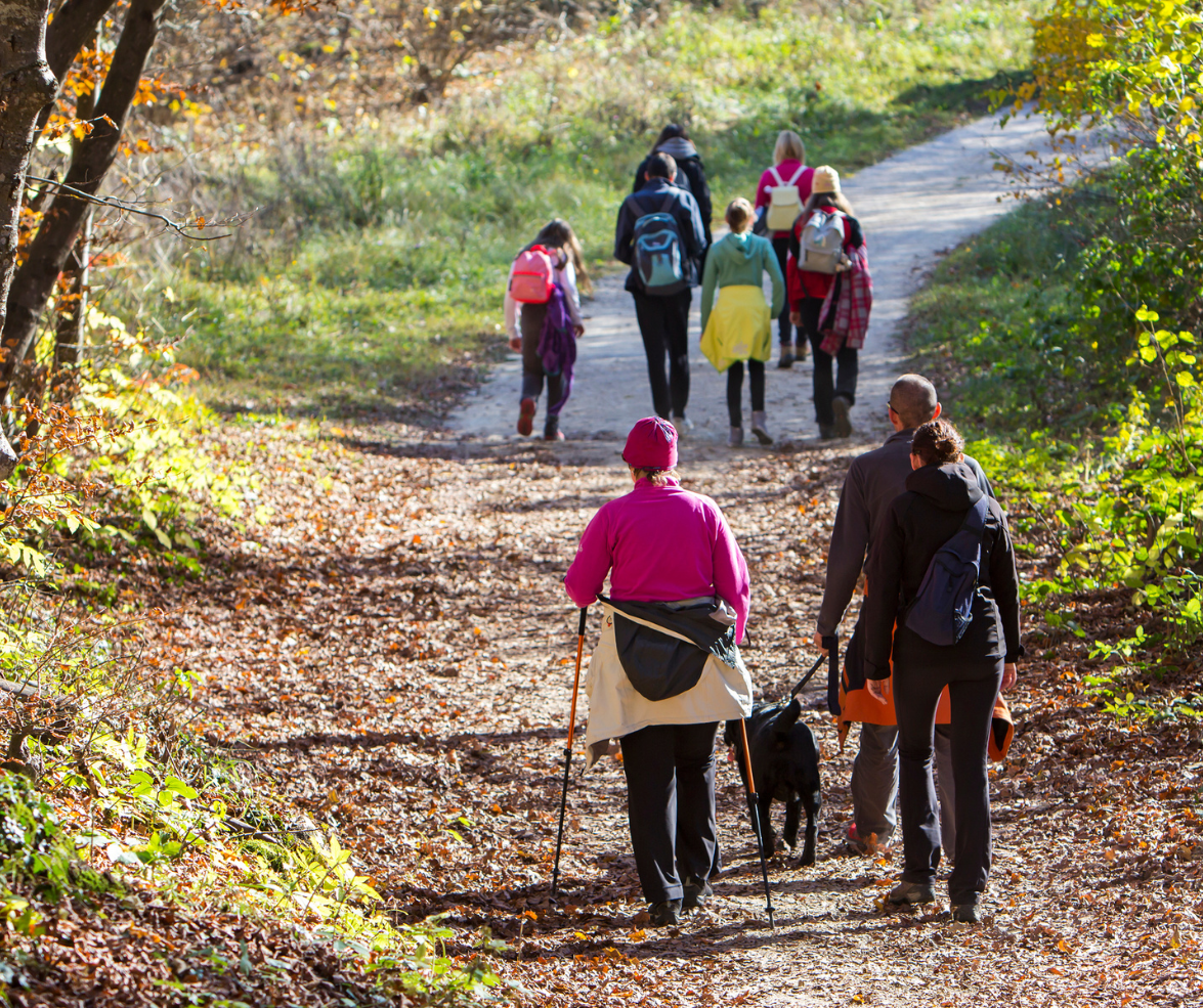 A group of walkers hiking in the forest