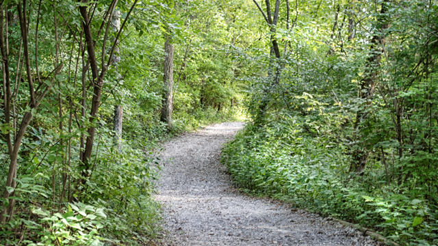 A path through a wood with green trees and foliage on either side.