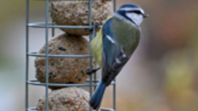 A blue and grey bird sits on a filled bird feeder