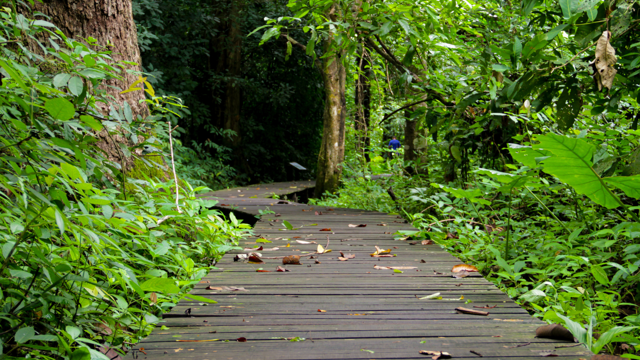 A winding path surrounded by trees