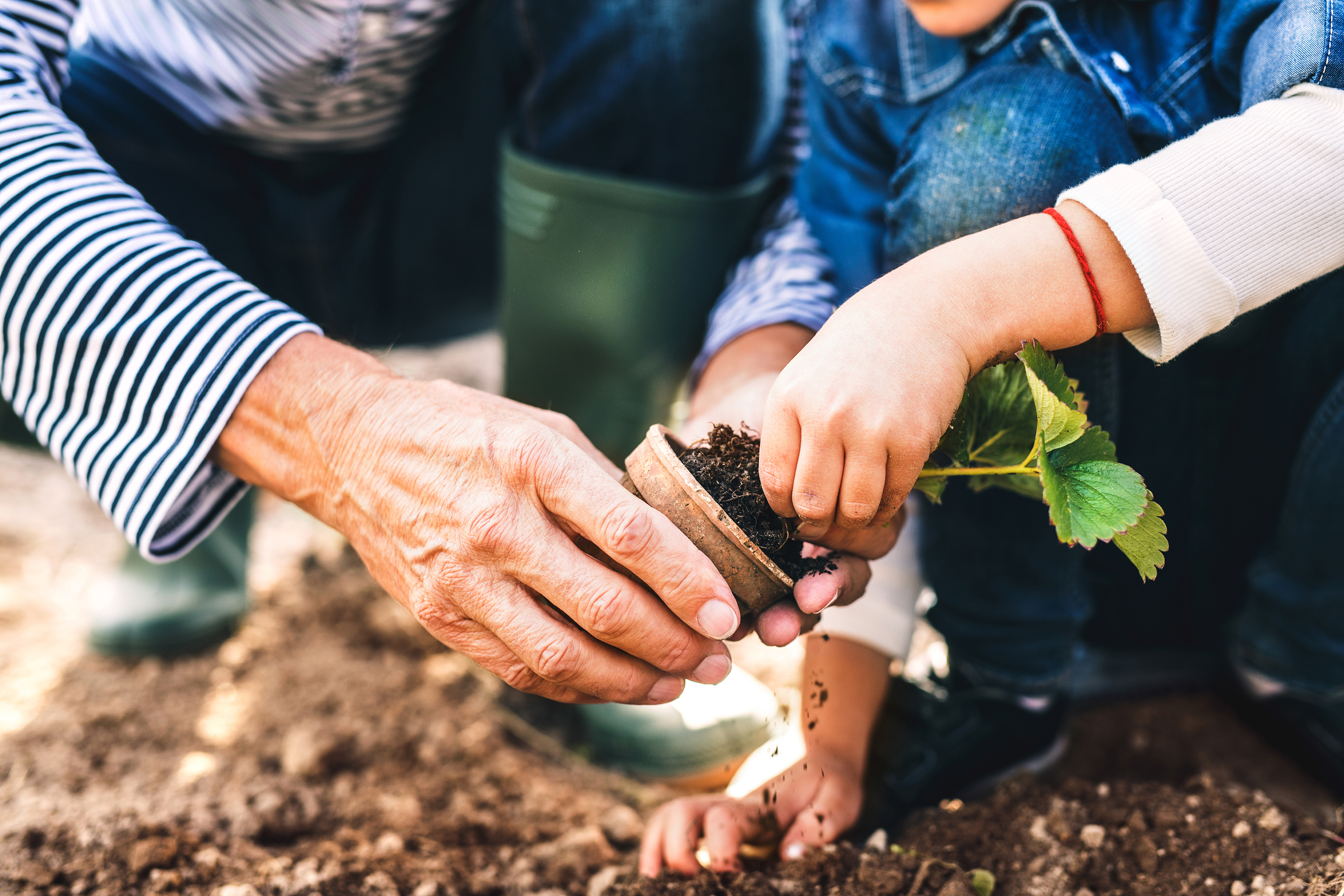 A closeup of two people removing a tree from a plant pot 
